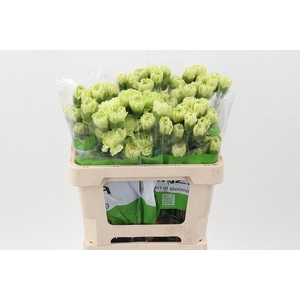 Di St Marty/ donker groen 50cm