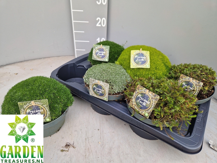 <h4>VASTE PLANTEN OV</h4>