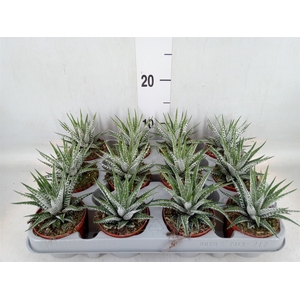 Haworthia fasciata 'Alba'