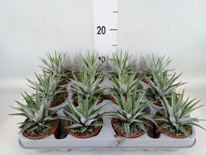 <h4>Haworthia fasciata 'Alba'</h4>