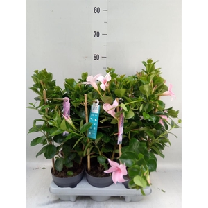 Mandevilla am. 'Sundav Cream Pink'