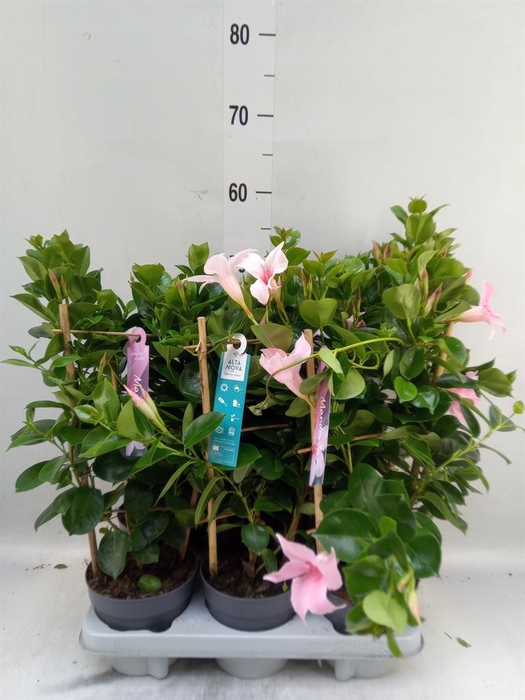 <h4>Mandevilla am. 'Sundav Cream Pink'</h4>