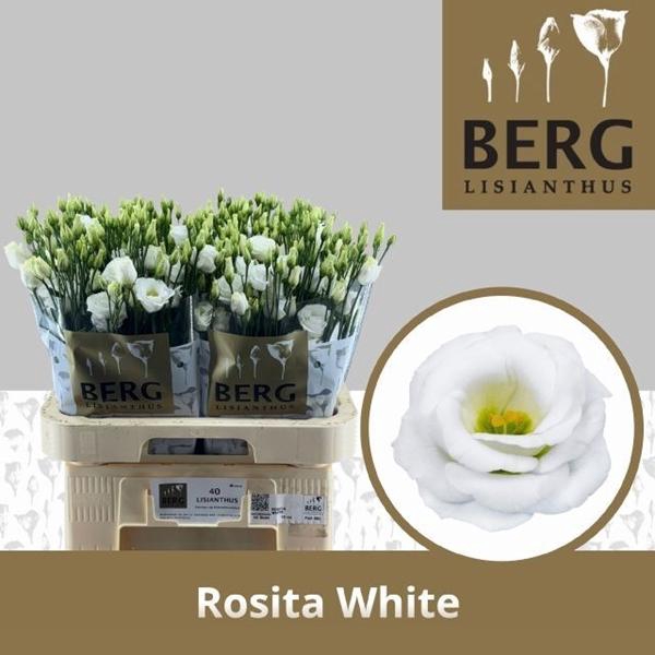 <h4>EUST G ROSITA WHITE</h4>
