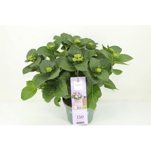 Hydrangea Macrophylla paars Magical Amethyst, beperkt leverbaar