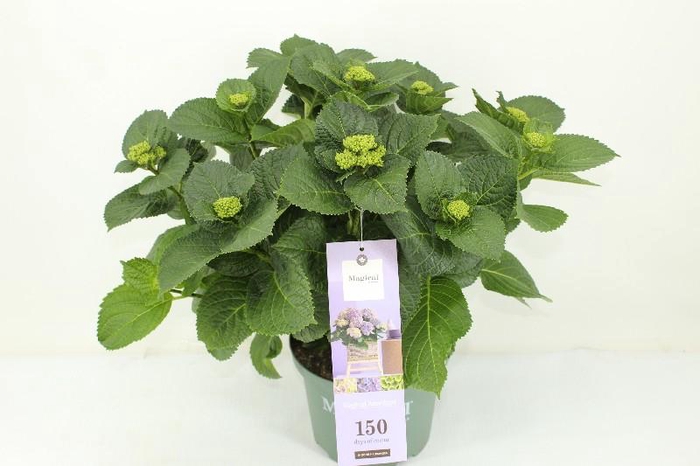 <h4>Hydrangea Macrophylla paars Magical Amethyst, beperkt leverbaar</h4>