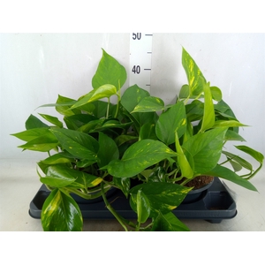 Epipremnum pinn. 'Aureum'