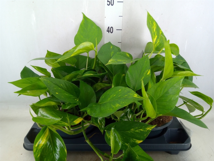 <h4>Epipremnum pinn. 'Aureum'</h4>