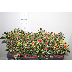 ** Ilex Aq Argentea Mar Winter Promo *