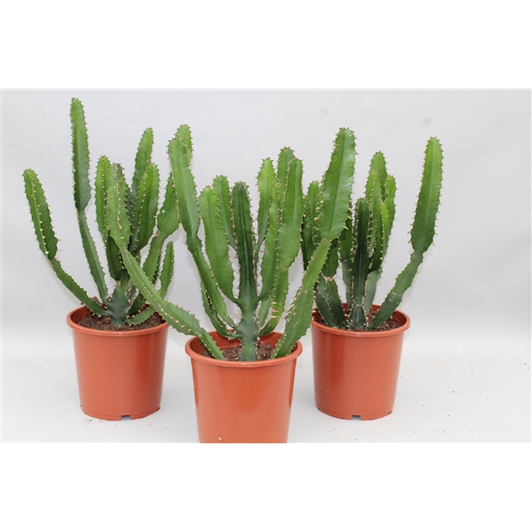 <h4>Euphorbia Triangularis</h4>