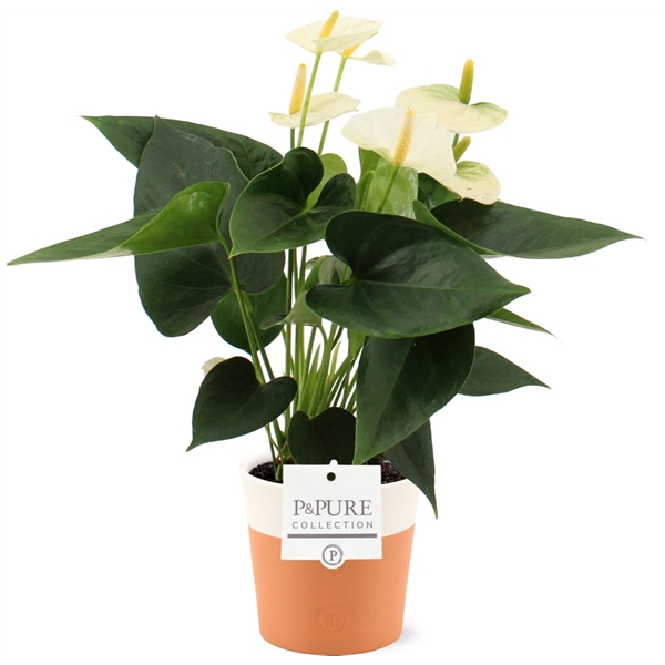 <h4>Anthurium Cocos in Pure Terra Cotta ceramics</h4>