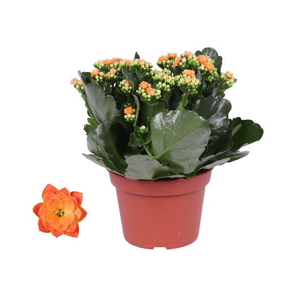 <h4>Kalanchoe Rosalina 15cm Don Pedro oranje, Zonder hoes</h4>