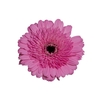 GERBERA MOZART < 050 CM > 10 CM DIAM