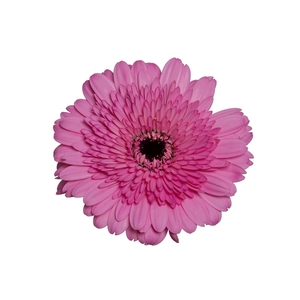 GERBERA MOZART < 050 CM > 10 CM DIAM