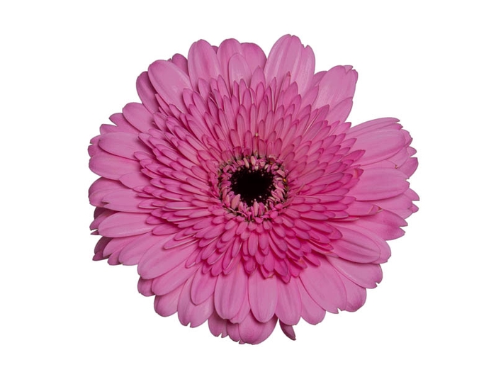 <h4>GERBERA MOZART < 050 CM > 10 CM DIAM</h4>