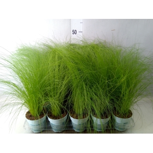 Stipa tenuissima 'ColGra Pony Tail'