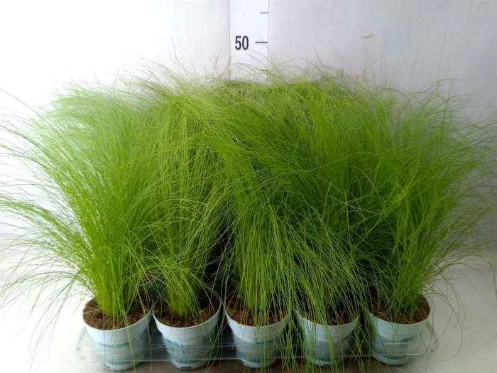 <h4>Stipa tenuissima 'ColGra Pony Tail'</h4>