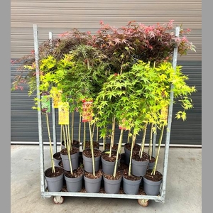 ACER PALMATUM