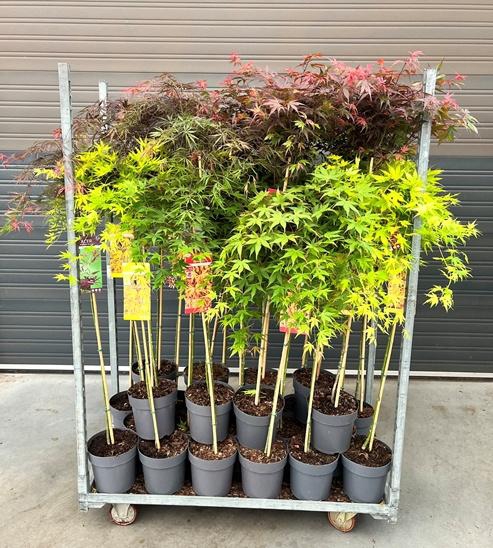 <h4>ACER PALMATUM</h4>