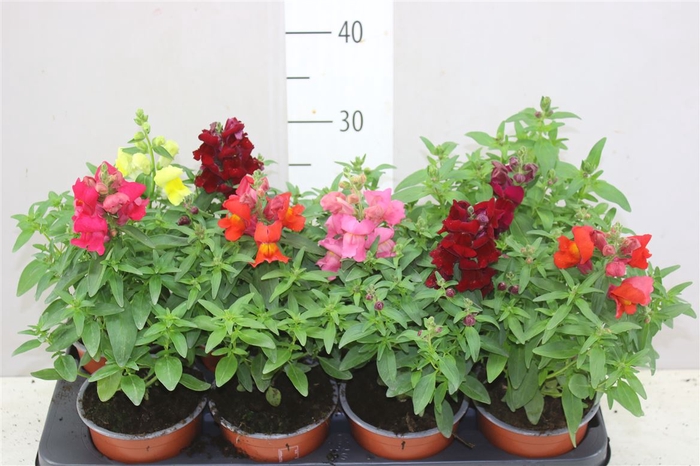<h4>Antirrhinum Ma Gemengd</h4>