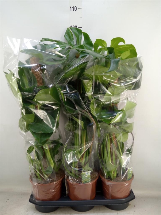 <h4>Monstera delic.</h4>