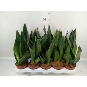 Sansevieria trifa.   ...