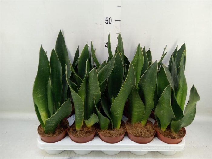 <h4>Sansevieria trifa.   ...</h4>
