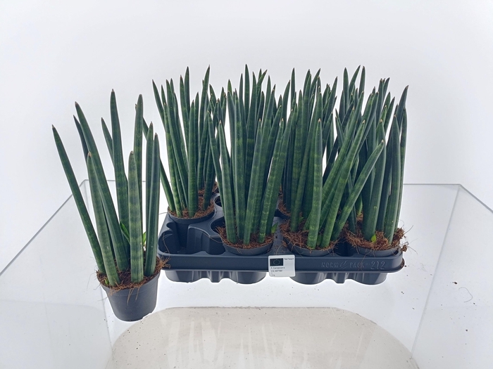 <h4>SANSEV CYLINDRICA OV</h4>