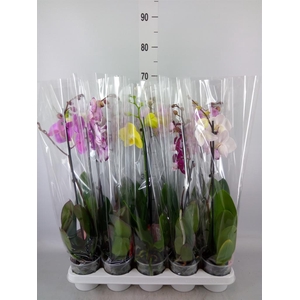 Phalaenopsis   ...mix
