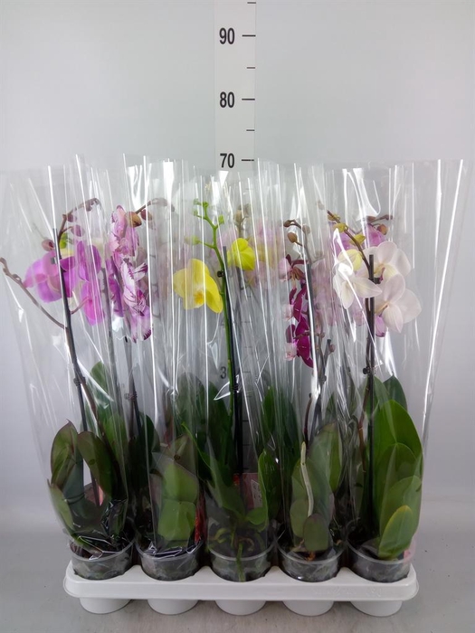 <h4>Phalaenopsis ...mix</h4>