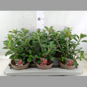 Adenium obesum 'Anouk'