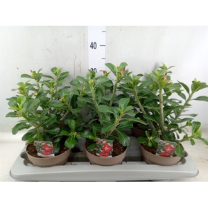 Adenium obesum 'Anouk'