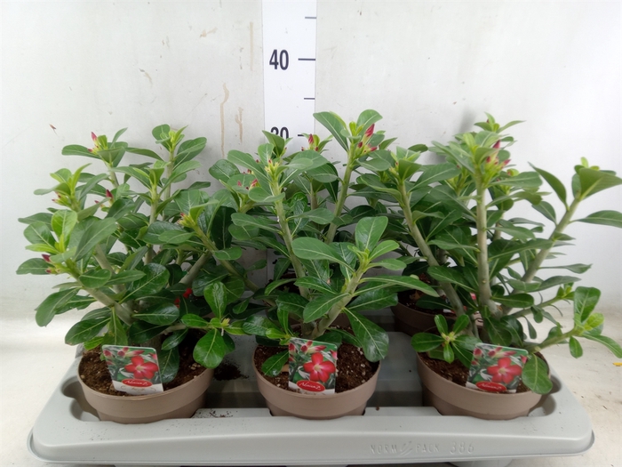 <h4>Adenium obesum 'Anouk'</h4>