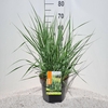Panicum virgatum