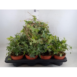 Hedera helix 'Mona Lisa'