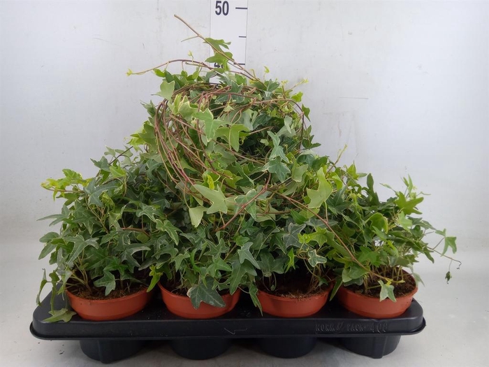 <h4>Hedera helix 'Mona Lisa'</h4>