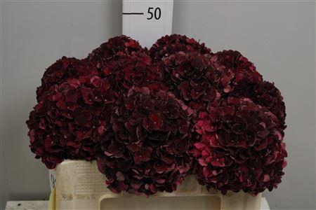 <h4>Hydr Cl M D Ruby</h4>