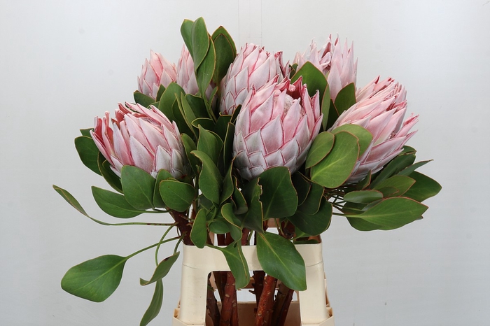 Protea Cynaroides