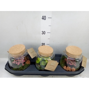 Arr.   Kamerplant Groen H%