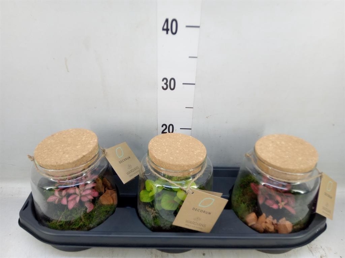 <h4>Arr. Kamerplant Groen H%</h4>