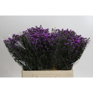 AST ASTEE M BABY PIN