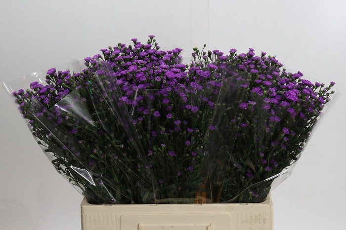 <h4>AST ASTEE M BABY PIN</h4>