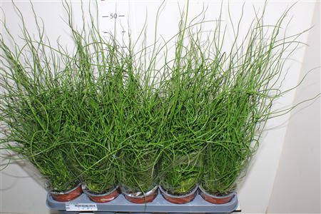 <h4>Juncus Ef Spiralis</h4>