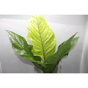 ANTHURIUM HOOKERI P19