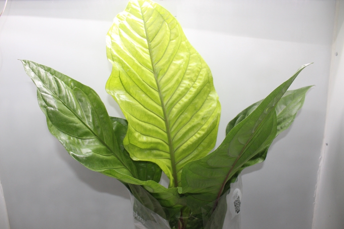 <h4>ANTHURIUM HOOKERI P19</h4>