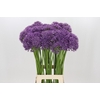 Allium Violet Beauty