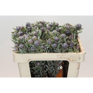 Kaaps Groen Pubescens