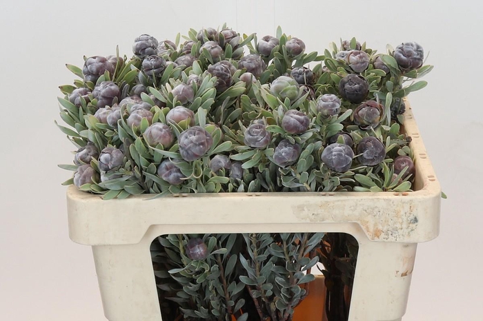 <h4>Kaaps Groen Pubescens</h4>