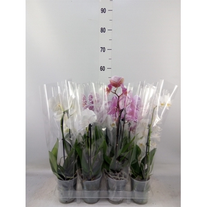 Phalaenopsis  'Elegant Cascade'