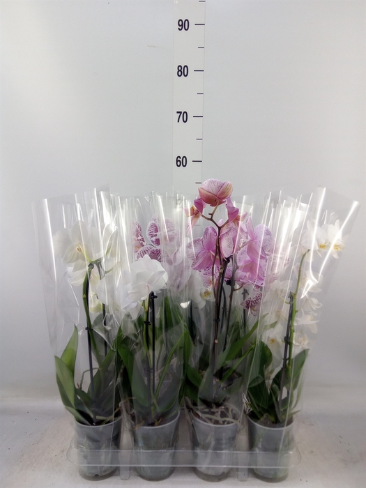 <h4>Phalaenopsis  'Elegant Cascade'</h4>