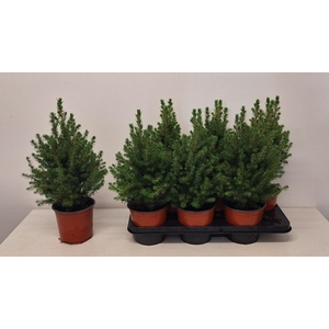 Picea Gl Conica P15